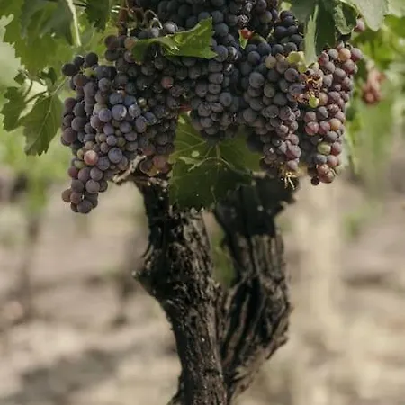 Villa Wine Campacci *