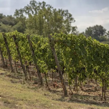 Wine Campacci Villa San Gusme