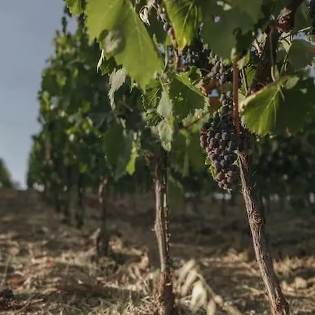 Wine Campacci