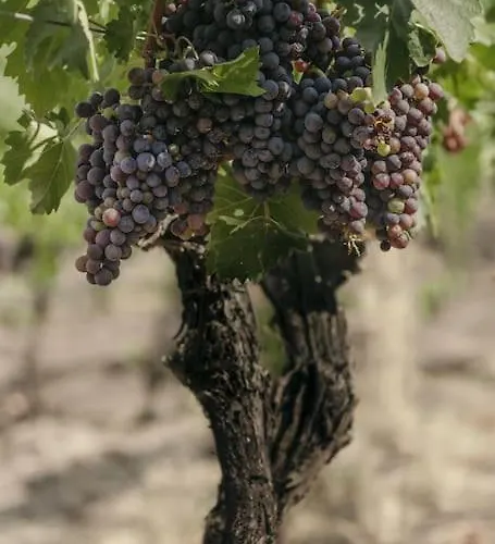 Villa Wine Campacci *