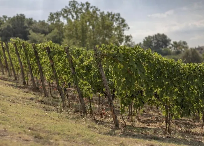 Wine Campacci Villa San Gusme