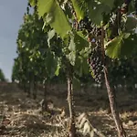 Wine Campacci