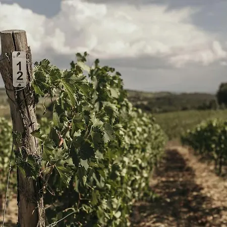 Wine Campacci